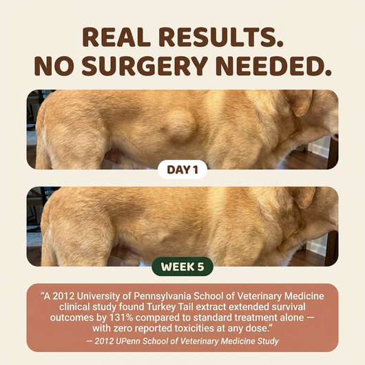 LumpRelief+™ Fix the Gut. Dissolve the Lump.